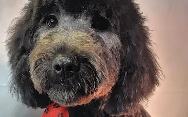 Gracefull Grooming in Abingdon, VA