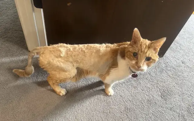 A Natural Feline Friend, LLC in Fort Wayne, IN
