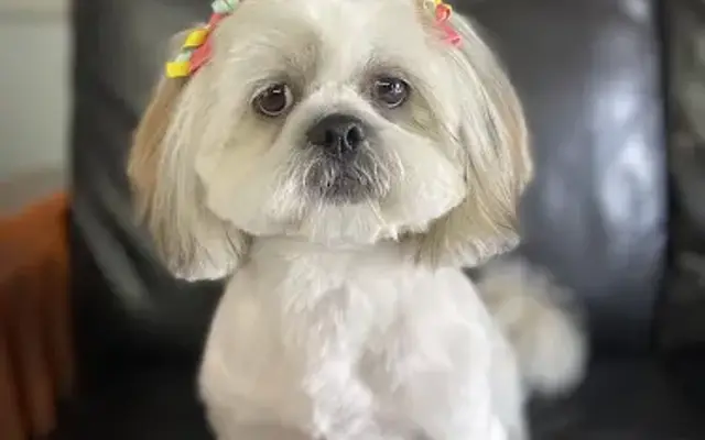 Mili’s Pet Grooming in Socorro, TX