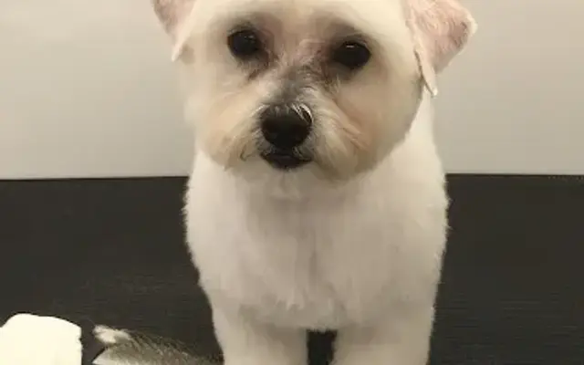Sudz N Studz Mobile Pet Grooming in Houston, TX
