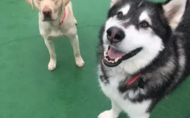 Dakotah's Doggy Daycare, Hotel, Salon, and Training in Elk River, MN