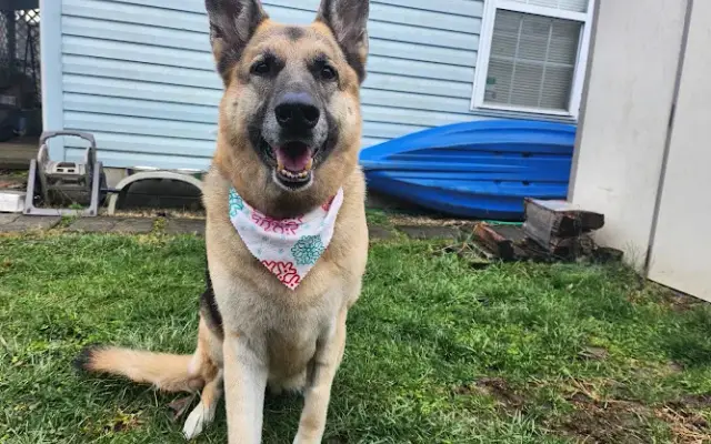 Timeless Tails Grooming in Miamisburg, OH