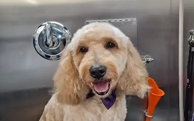 Heart Dog Grooming LLC in Green Valley, AZ