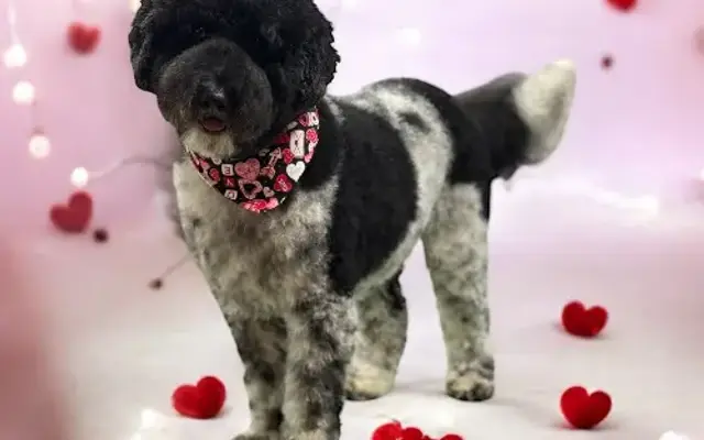 Posh-Paws Grooming LLC in Hickory, NC