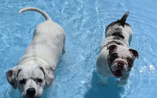 Oneka Pet Resort in Hugo, MN