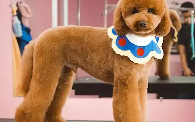 SPAAWS Mobile Pet Grooming in Orlando, FL