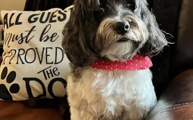 Ungerdogs Grooming in Harwich, MA
