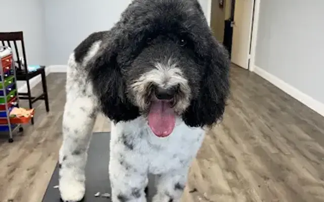 Groomed to Pawfection in Granbury, TX