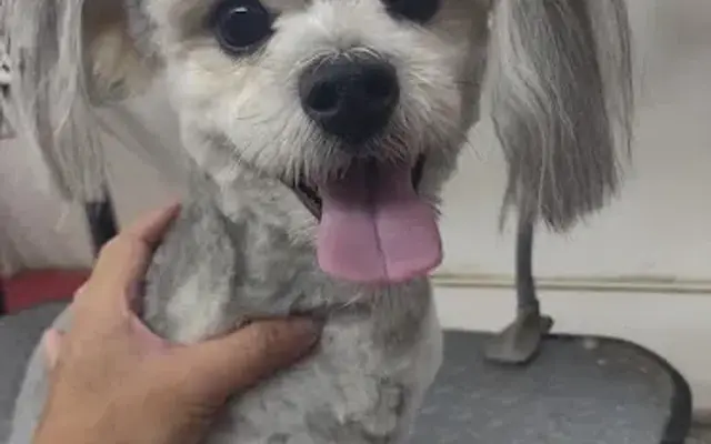 Wonder Mobile Grooming in La Habra, CA