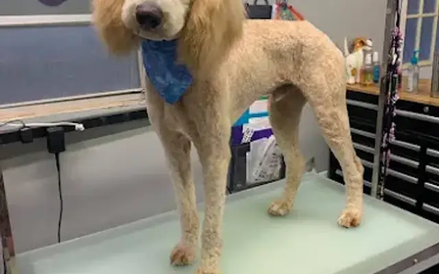 Wet Noses Dog Grooming and Spa in Monticello, AR