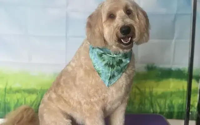 Underdogs Creative Pet Grooming in Lake Point, UT