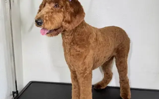 The Puppy Ranch in Houston, TX