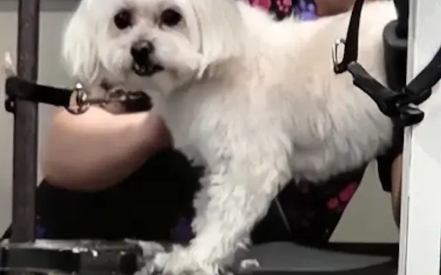 Amy's Place of Dog Grooming in Lapeer, MI