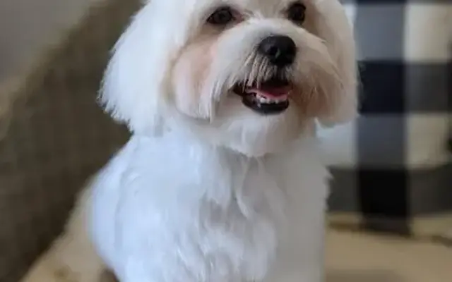 Pupperz Pet Grooming in New Port Richey, FL
