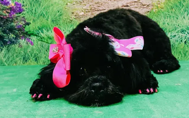 Doggie Boutique & Salon in Ripley, TN