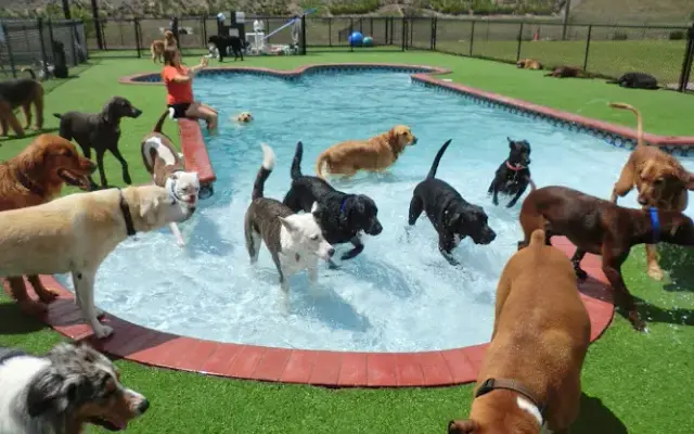 Happy Paws Pet Resort in Orlando, FL