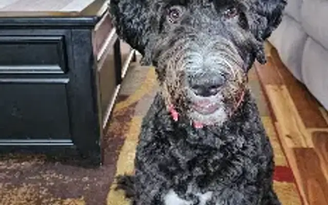 Jillian The Groomer LLC in Aurora, OR