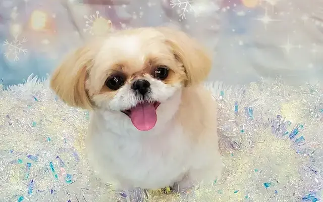 Pampered and Petite Pet Spa in Phoenix, AZ