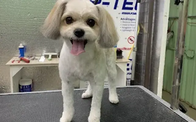 Mckenna's Professional Dog Grooming in Salem, UT