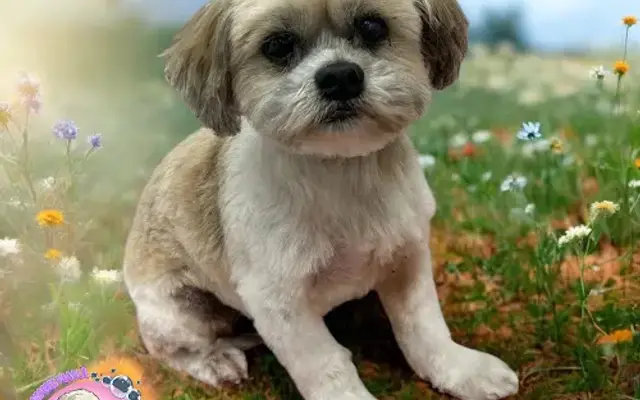 The Pampered Poodle Dog Grooming in Ludowici, GA