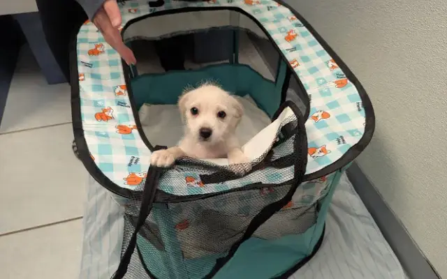 Alma Animal Hospital in Allen, TX