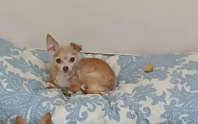 Cindy's Pampered Pets in Melbourne, FL