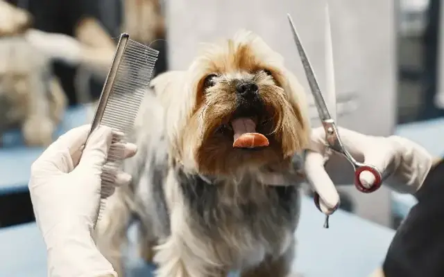 Dog Grooming Charleston SC in Charleston, SC