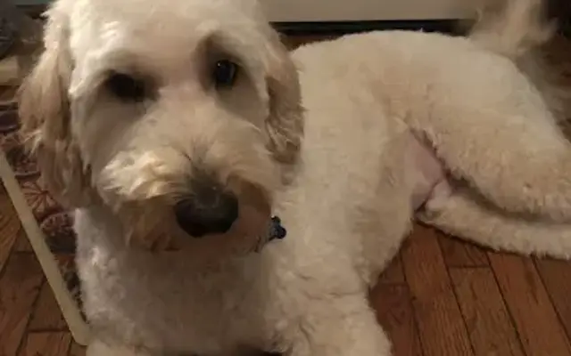 The Barking Barber in Acworth, GA