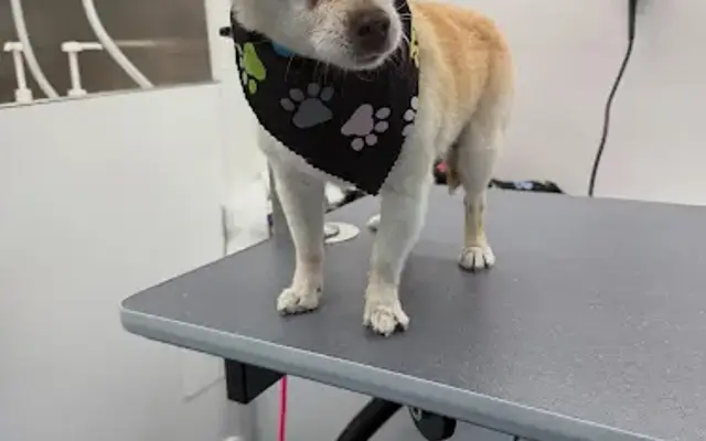 Paws and Bubbles Mobile Pet Spa in Los Angeles, CA