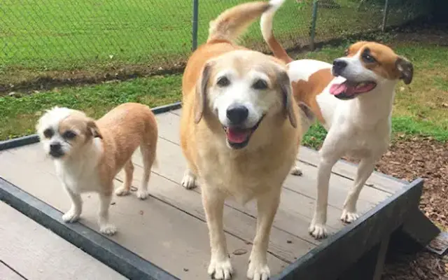 Creekside Pet Hotel in Kennesaw, GA