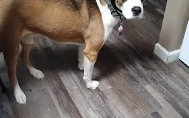 Fozzies Paw Spa Grooming in Cullman, AL