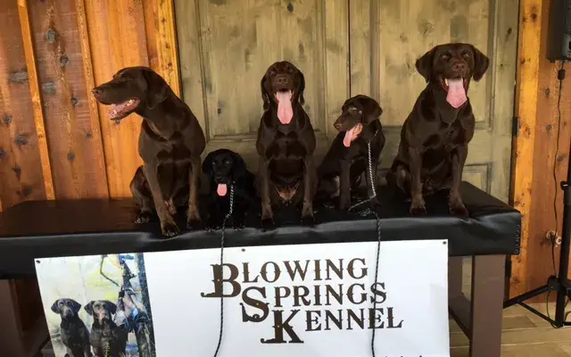 Blowing Springs Kennel of Atlanta in Cumming, GA