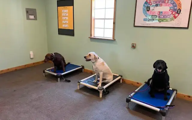 Clover-Pets / Dog Training & Boarding Granbury in Granbury, TX