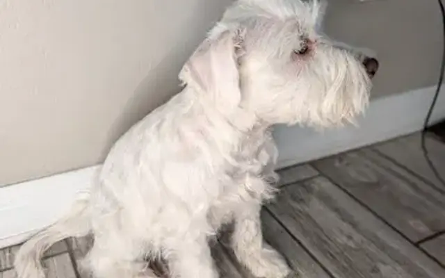 HR Paw Spa.AZ in Gilbert, AZ
