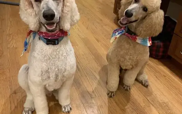 Happy Tails in Brewster, NY