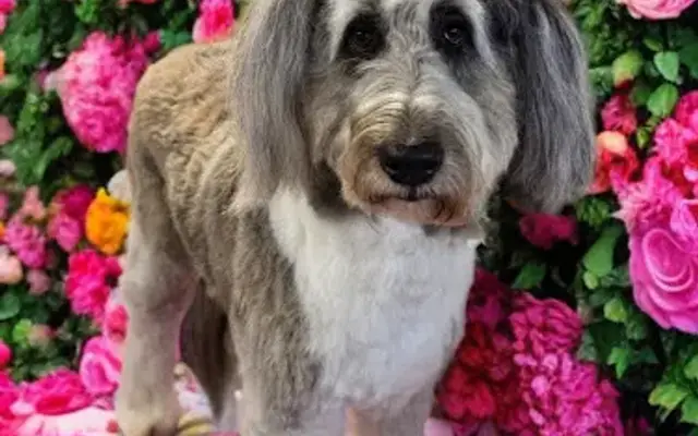 West Coast Diva Pupz Grooming LLC in North Port, FL
