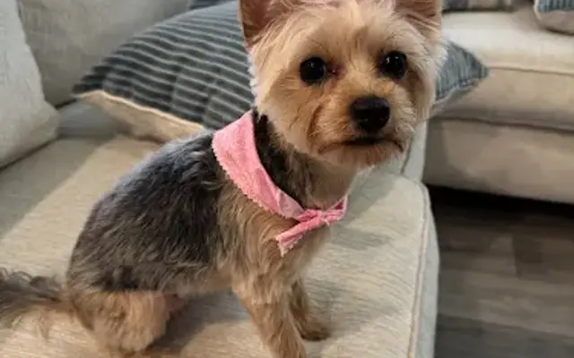 Kelly's Pet Grooming Service in Cartersville, GA