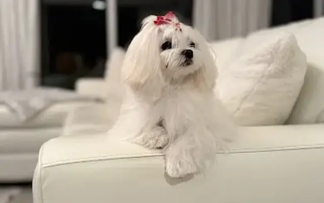 Paradise Pet Salon in Naples, FL