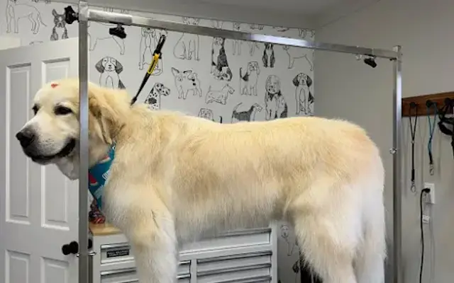 Super Pet Grooming in East Falmouth, MA