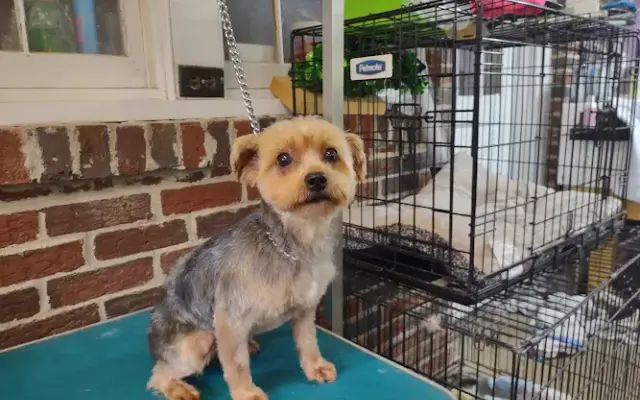 Mrs. E's Pooch Parlor in Lawsonville, NC