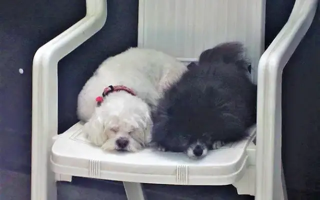 Earth Pups in Chicago, IL