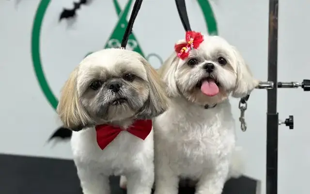 Alpha Grooming in Loxahatchee, FL
