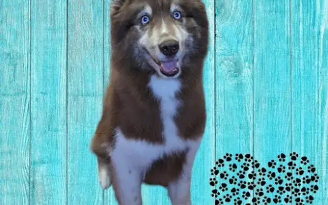Mystic Grooming in Churchville, NY