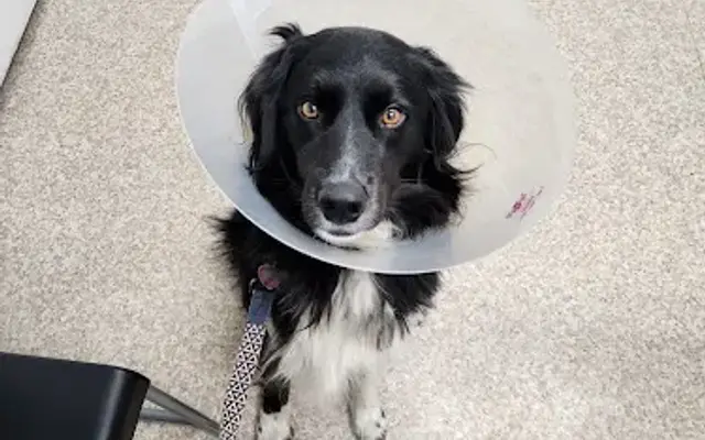 Valley Veterinary Hospital in Longmont, CO