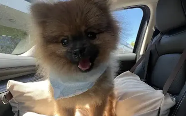 OhMyDog in Foster City, CA