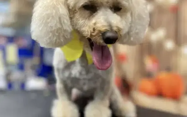 D & D Dog Grooming in Port Charlotte, FL