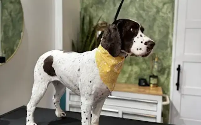 Bark N Boujee in Chicago, IL