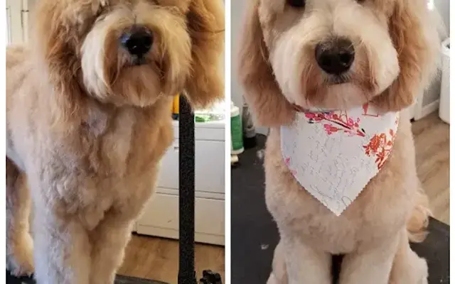 The Dog Barn Grooming in Guntersville, AL