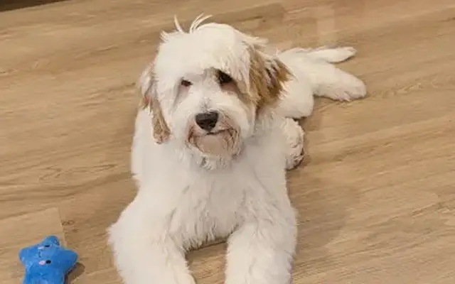 Dog's Delight Mobile Grooming in Murray, UT