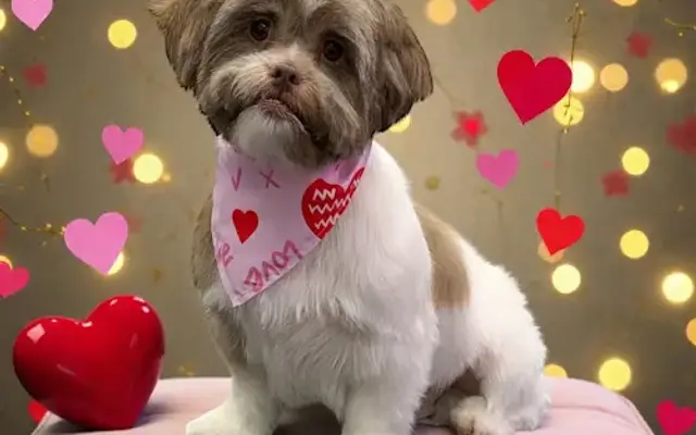 Heart & Soul Dog Grooming Co. in Logan, OH